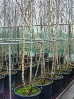 Meerstammige Berk (Betula Pendula) -Groene Wereld 041betulapendulameerstammmig 4