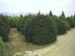 Camelia (Camellia Sasanqua) -Groene Wereld 057camelliasasanquabol 45 9