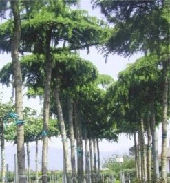 Ceder Als Dakboom (Cedrus Deodara 'Pendula') -Groene Wereld 077cedrusdeodarapenduladakvorm 3 1