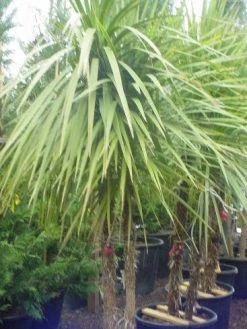 Cordyline (Cordyline Australis) -Groene Wereld 095cordylineaustralis 8