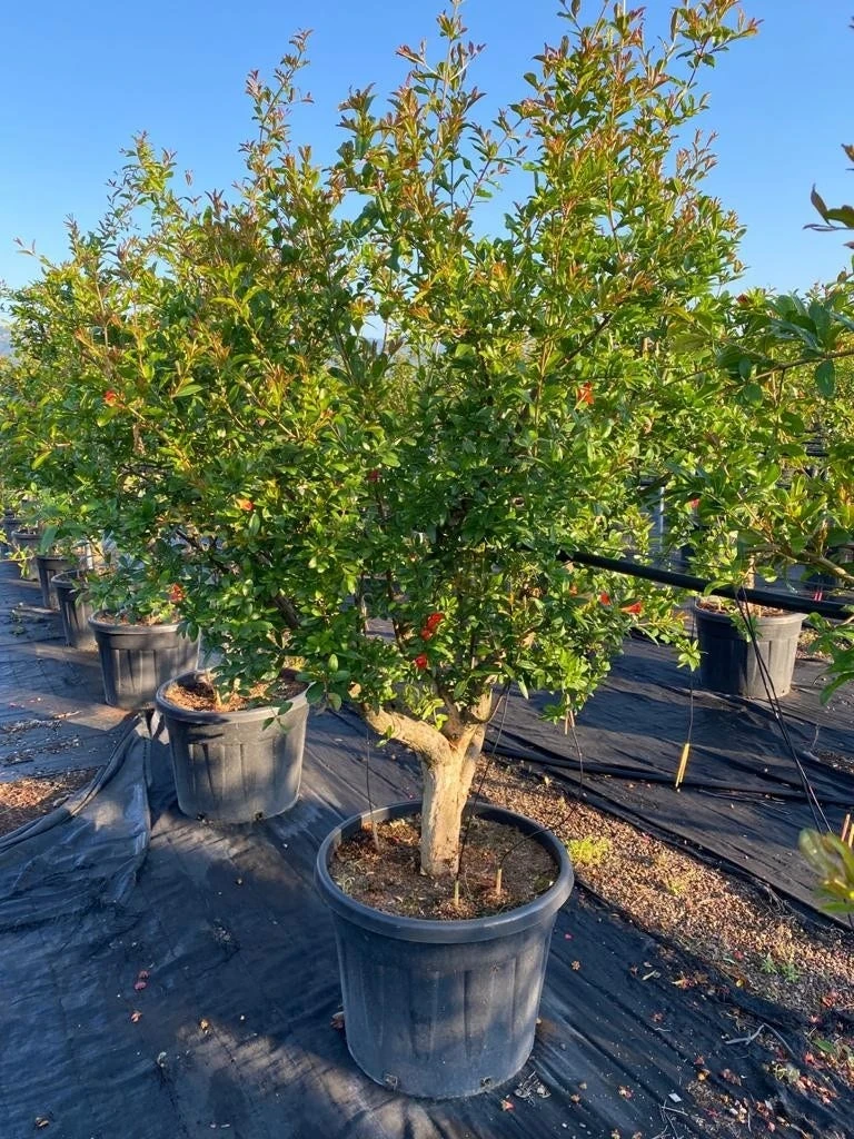 Granaatappel Als Solitair (Punica Granatum) 2 Granaatappel Als Solitair (Punica Granatum)