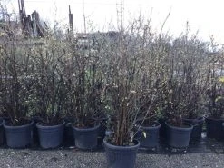 Winterzoet (Chimonanthus Praecox) 12 Winterzoet (Chimonanthus Praecox) -Groene Wereld 10