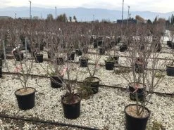Kornoelje (Cornus Kousa 'Schmetterling') 10 Kornoelje (Cornus Kousa 'Schmetterling') -Groene Wereld 13