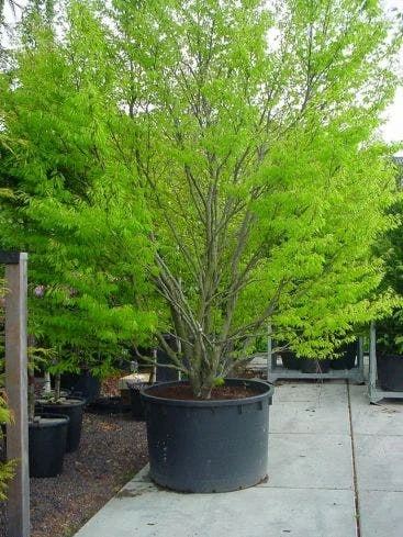 Varenbeuk (Fagus Syvatica 'Asplenifolia' ) 5 Varenbeuk (Fagus Syvatica 'Asplenifolia' ) - Afbeelding 3