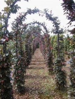 Rode Beukenboog (Fagus Sylvatica 'Atropunicea' ) -Groene Wereld 134fagussyl.atropuniceaboog 1