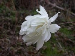 Beverboom (Magnolia Loebneri 'Wildcat') 7 Beverboom (Magnolia Loebneri 'Wildcat') -Groene Wereld 139895 2 x loebneri wildcat 319