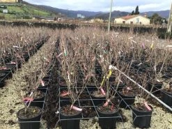 Kornoelje (Cornus Kousa 'Schmetterling') 9 Kornoelje (Cornus Kousa 'Schmetterling') -Groene Wereld 14