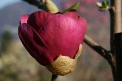 Beverboom (Magnolia 'Black Tulip') -Groene Wereld 140666 1 m black tulip 385