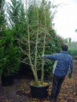 Japanse Notenboom, Meerstammig (Ginkgo Biloba) -Groene Wereld 148ginkgobilobameerstammig 4 2