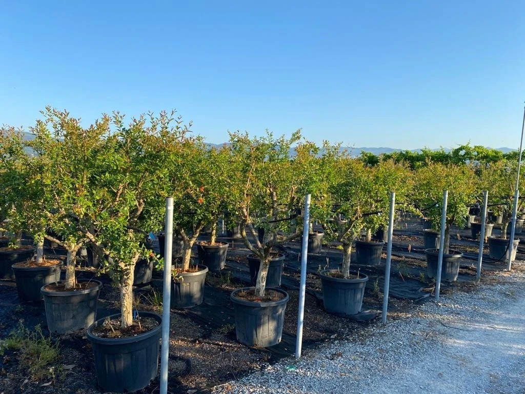 Granaatappel Als Solitair (Punica Granatum) 3 Granaatappel Als Solitair (Punica Granatum) - Afbeelding 2