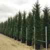 Haagconifeer (Cupressocyparis Leylandii 'Vito') -Groene Wereld 17