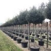 Olijfwilg Als Boom (Elaeagnus Ebbingei 'Compacta') -Groene Wereld 18