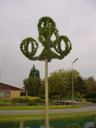 Lantaarnringen (Ligustrum Delavayanum) 3 Lantaarnringen (Ligustrum Delavayanum)