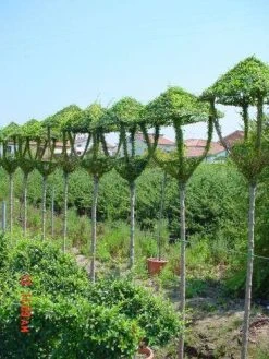 Lantaarn (Ligustrum Delavayanum)