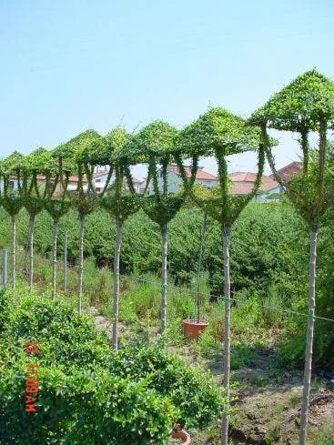 Lantaarn (Ligustrum Delavayanum) 3 Lantaarn (Ligustrum Delavayanum)