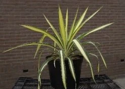 Palmlelie (Yucca Flaccida 'Golden Sword') -Groene Wereld 20040829222642 1 1