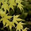 Japanse Esdoorn (Acer Palmatum 'Aoyagi') -Groene Wereld 20060517111410 4