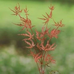 Japanse Esdoorn (Acer Palmatum 'Beni-komachi') -Groene Wereld 20060517112114 1