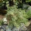 Japanse Esdoorn (Acer Palmatum 'Beni-shichi-henge') -Groene Wereld 20060517112544 1 1