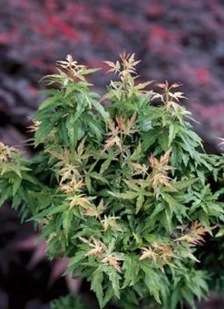 Japanse Esdoorn (Acer Palmatum 'Kotohime') -Groene Wereld 20060517141757 1