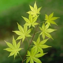 Japanse Esdoorn (Acer Palmatum 'Summer Gold') -Groene Wereld 20060517150230 2