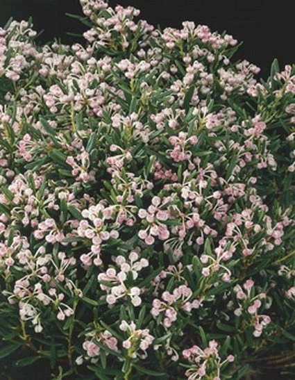 Lavendelheide (Andromeda Polifolia 'Blue Ice') 4 Lavendelheide (Andromeda Polifolia 'Blue Ice') - Afbeelding 2