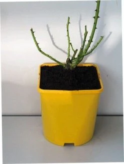 Roos (Rosa 'Rhapsody In Blue') 11 Roos (Rosa 'Rhapsody In Blue') -Groene Wereld 20060518170457 1 1