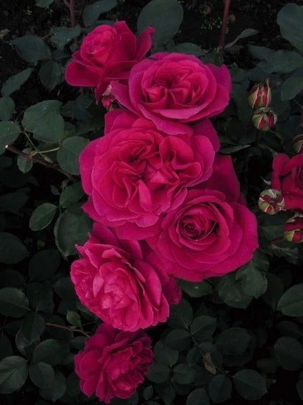 Speciale Roos (Rosa 'Blackberry Nip') 3 Speciale Roos (Rosa 'Blackberry Nip')