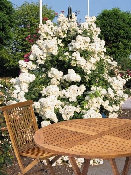 Miniklimroos (Rosa 'Guirlande D'Amour') 4 Miniklimroos (Rosa 'Guirlande D'Amour') - Afbeelding 2