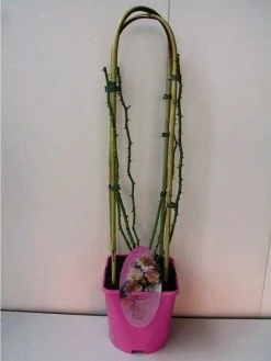 Miniklimroos (Rosa 'Rambling Rosie')