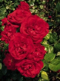 Klimroos (Rosa 'Grand Hotel') -Groene Wereld 20060522133343 1 2