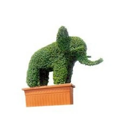 Elephant (Ligustrum Delavayanum) 3 Elephant (Ligustrum Delavayanum)