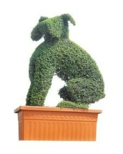 Boxer (Ligustrum Delavayanum)