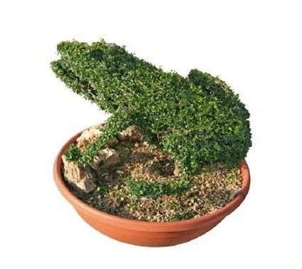 Frog (Ligustrum Delavayanum) 3 Frog (Ligustrum Delavayanum)