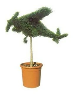 Aircraft (Ligustrum Delavayanum)