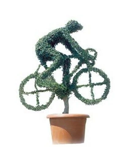 Cyclist (Ligustrum Delavayanum) 3 Cyclist (Ligustrum Delavayanum)