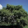 Vederesdoorn Als Boom (Acer Negundo) -Groene Wereld 20070629151226 5