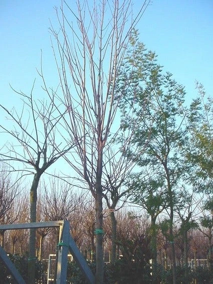 Rode Esdoorn (Acer Rubrum 'Scanlon') 3 Rode Esdoorn (Acer Rubrum 'Scanlon')