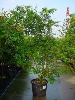 Japanse Esdoorn (Acer Palmatum) 21 Japanse Esdoorn (Acer Palmatum) -Groene Wereld 20070701212919 11