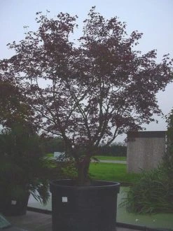 Japanse Esdoorn (Acer Palmatum 'Bloodgood') -Groene Wereld 20070701222051 12 1