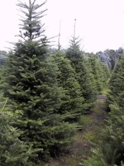 Koreaanse Zilverspar (Abies Koreana) -Groene Wereld 20070701225427 6