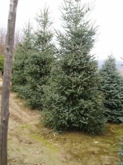 Spaanse Den (Abies Pinsapo 'Glauca') 7 Spaanse Den (Abies Pinsapo 'Glauca') -Groene Wereld 20070701230024 6