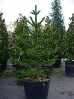 Apeboom (Araucaria Araucana) 24 Apeboom (Araucaria Araucana) -Groene Wereld 20070704140843 17