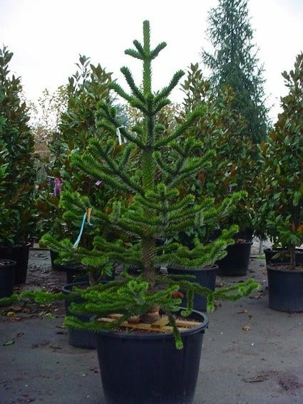 Apeboom (Araucaria Araucana) 8 Apeboom (Araucaria Araucana) - Afbeelding 6