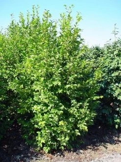 Camelia (Camellia Sasanqua) -Groene Wereld 20070711001711 18 9 9