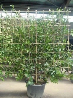 Camelia Als Leivorm (Camellia Japonica) -Groene Wereld 20070711003328 3 1