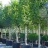 Haagbeuk Als Blokboom (Carpinus Betulus 'Fastigiata') -Groene Wereld 20070717183419 1
