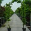 Haagbeuk In Boogvorm (Carpinus Betulus 'Fastigiata' ) -Groene Wereld 20070717190900 1