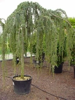 Treurceder Als Boom (Cedrus Libani 'Glauca Pendula') -Groene Wereld 20070814155015 9