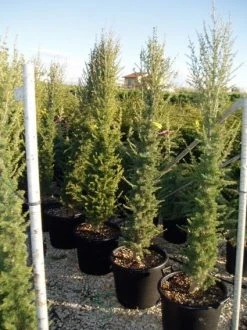 Zuilvormige Ceder (Cedrus Libani 'Fastigiata') -Groene Wereld 20070814180447 10